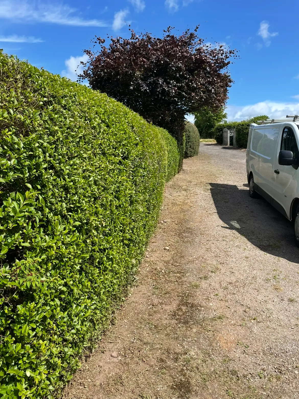 Hedge trimming service